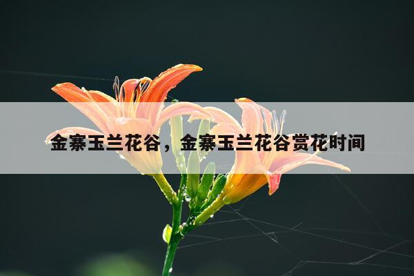 金寨玉兰花谷，金寨玉兰花谷赏花时间
