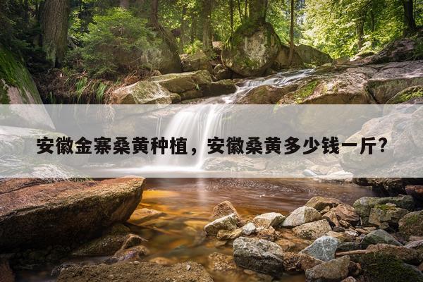 安徽金寨桑黄种植，安徽桑黄多少钱一斤?